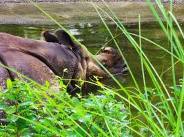 An hippo swimming in the water photo