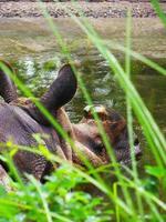 An hippo swimming in the water 2 photo