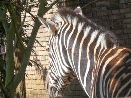 Zebra head from behind photo