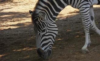 Zebra looking for food photo