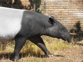 Tapirus indicus seen in a zoo 4 photo