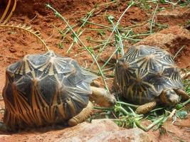 Two astrochelys radiata turtles eating grrens photo