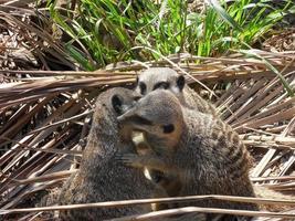 familia de suricatas abrazándose unos a otros foto