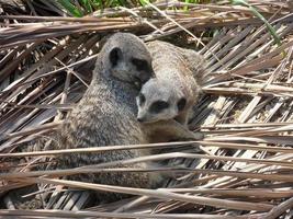 Two Meerkats hugging each other photo