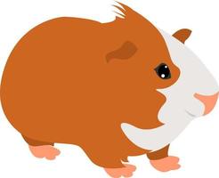 Cavy, illustration, vector on white background.