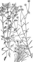 Chickweed, Mountain Sandwort, Long-Leaved Stitchwort vintage illustration. vector