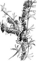 Boronia, Megastigma, flower, branch, leaves, shrub vintage illustration. vector