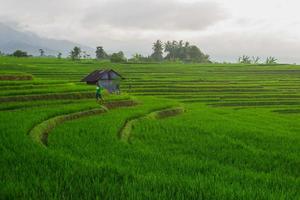 farmers who are working on a sunny morning with a beautiful green rice field atmosphere photo