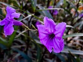 Purple ruellia tuberosa, minnieroot, fever root, snapdragon root, lamb potato, is a species of flowering plant in the family Acanthaceae. shot at the park square in the morning photo