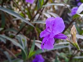 púrpura ruellia tuberosa, minnieroot, raíz de fiebre, raíz de boca de dragón, patata de cordero, es una especie de planta con flores en la familia acanthaceae. tiro en la plaza del parque en la mañana foto