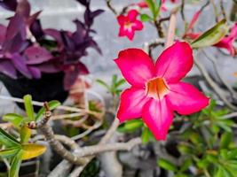 Kalachuchi also known as Plumeria rubra scientific name It has the common name Frangipani or temple flower photo
