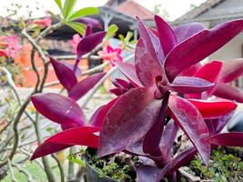 Tradescantia pallida Rose belongs to the Commelinaceae family, with the common name spider lily this plant photo