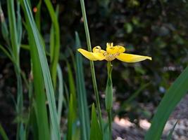 neomarica longifolia es una especie de hierba perenne de la familia iridaceae. son del neotropico y del ojo de atlantica foto