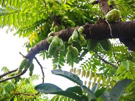 Bilimbi, Cucumber tree, Kamias Sorrel Tree, Tamarind Starfruit, Buloh Starfruit Bimbiri on tree trunks photo