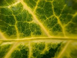 Green Swiss Chard Leaf texture with Yellow stalks suitable for background photo