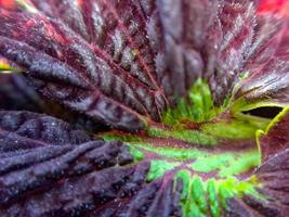 Red Coleus texture with red stalks suitable for background photo