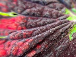 Red Coleus texture with red stalks suitable for background photo