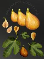 Fresh figs, orange fruits and leaves from the garden, placed on a black background. photo