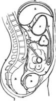 Peritoneum, vintage illustration. vector