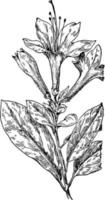 ilustración vintage de llama azalea. vector