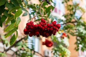 Rowan branches with ripe fruits close-up. Red rowan berries photo