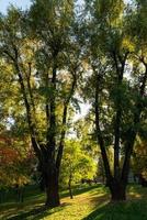 autumn forest in the setting sun photo