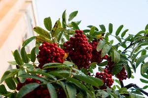 Rowan branches with ripe fruits close-up. Red rowan berries photo