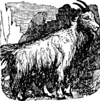 Mountain Goat, vintage illustration. vector
