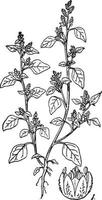 Chenopodium vintage illustration. vector