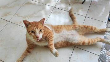 Felis silvestra catus or domestic cat is lying down video