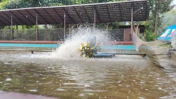 tambak udang, granja de langostas que usa una rueda hidráulica para mover el agua dentro de la piscina. video