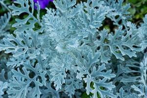 hojas caladas de cineraria marítima, hojas verdes grises, planta ornamental plateada, foto