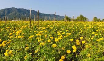 mari gold in field photo