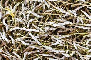 Silk worm eating mulberry photo