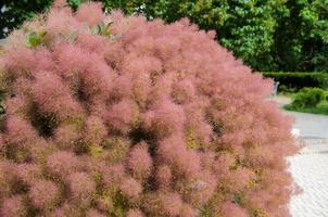 hermoso árbol de scumpia en flor en el jardín de verano. skumpia - cotinus coggygria. foto