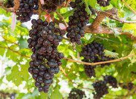 Red Grapes on the vine photo