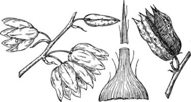 Branch of Yucca Radiosa vintage illustration. vector