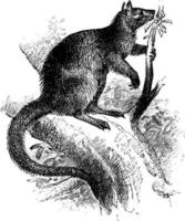 Tree Kangaroo, vintage illustration. vector