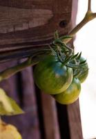 los tomates verdes e inmaduros cuelgan del arbusto. foto