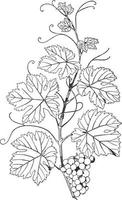 Natural Branch Vine have grape vine in this pattern, vintage engraving. vector