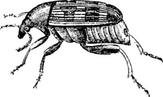 Pea Weevil or Bruchus pisi , vintage illustration. vector