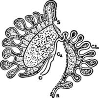 Intestinal Tract of Macropus Bennetti, vintage illustration. vector