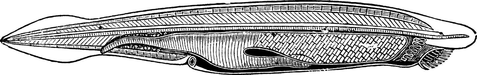 Amphioxus Lancelet, vintage illustration. vector