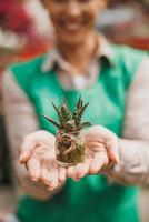 Woman's Hands Holding A Pot With Small Plant Succulents photo