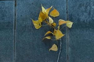 a branch with green leaves on the floor of gray stone slabs photo