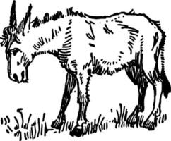 Donkey, vintage illustration vector