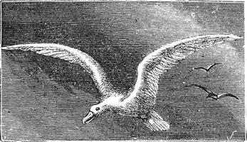 grabado de albatros errante, albatros nevado, albatros de alas blancas o diomedea exulans vector