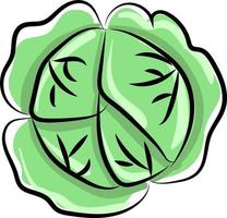 Cabbage flat, illustration, vector on white background.