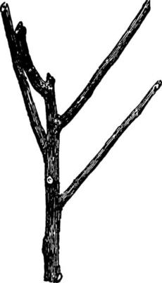 Pruned Tree, vintage illustration.