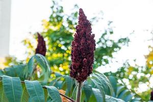 Beautiful flower comb or Celosia cristata with green leaves blooming photo